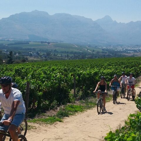 Cykla Mountainbike i Stellenbosch bland vingårdar