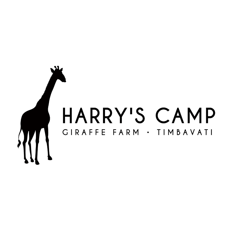 Harry's Camp - Giraffe, Timbavati